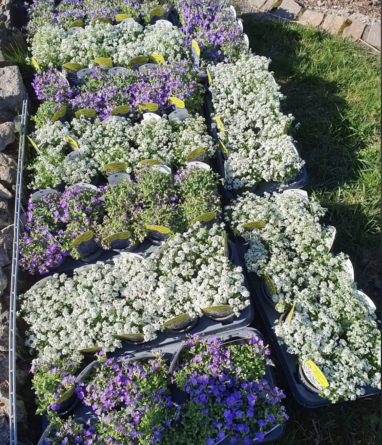 GEHA 2025 in Nastätten