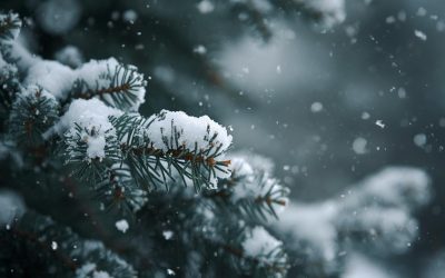 Weihnachtsgruß 2025